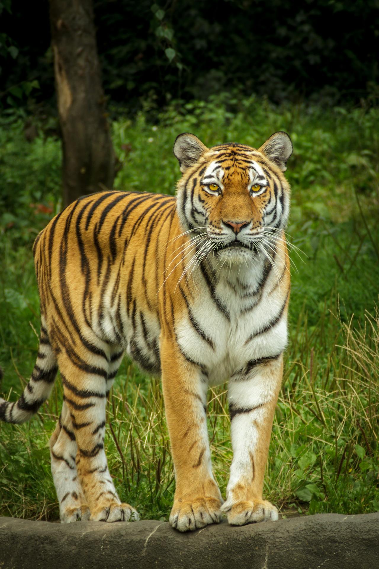 animal-27